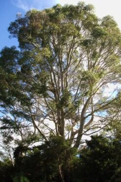 Jersey Girl Cold Hardy Eucalyptus Tree (Eucalyptus Macarthurii) - 6 Pack Of 1 Gallon Pots 14 Jersey Girl Cold Hardy Eucalyptus Tree (Eucalyptus Macarthurii) - 6 Pack Of 1 Gallon Pots -Best Bush Shop Eucalyptus Jersey Girl 6 3