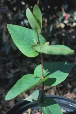 Jersey Girl Cold Hardy Eucalyptus Tree (Eucalyptus Macarthurii) - 3 Gallon Pot 16 Jersey Girl Cold Hardy Eucalyptus Tree (Eucalyptus Macarthurii) - 3 Gallon Pot -Best Bush Shop Eucalyptus Jersey Girl 7 4