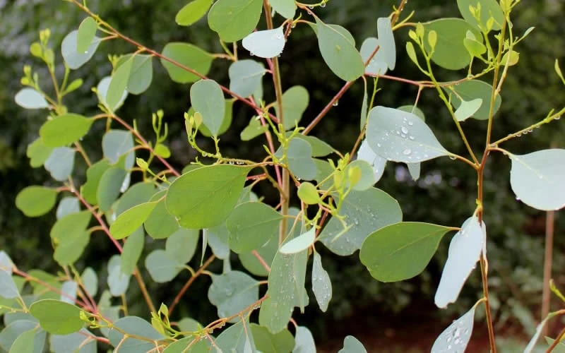 Lucky Country Cold Hardy Eucalyptus Tree (Eucalyptus Camphora) - 3 Gallon Pot 4 Lucky Country Cold Hardy Eucalyptus Tree (Eucalyptus Camphora) - 3 Gallon Pot - Image 4