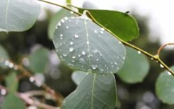 Lucky Country Cold Hardy Eucalyptus Tree (Eucalyptus Camphora) - 5 Gallon Pot 11 Lucky Country Cold Hardy Eucalyptus Tree (Eucalyptus Camphora) - 5 Gallon Pot -Best Bush Shop Eucalyptus Lucky Country 2 2