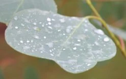 Lucky Country Cold Hardy Eucalyptus Tree (Eucalyptus Camphora) - 3 Gallon Pot 12 Lucky Country Cold Hardy Eucalyptus Tree (Eucalyptus Camphora) - 3 Gallon Pot -Best Bush Shop Eucalyptus Lucky Country 3 3