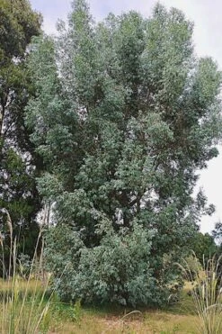Luna Cold Hardy Eucalyptus Tree (Eucalyptus Perriniana) - Quart Pot -Best Bush Shop Eucalyptus Luna 5 1