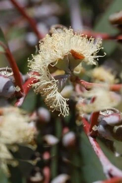 Luna Cold Hardy Eucalyptus Tree (Eucalyptus Perriniana) - 3 Quart Pot 10 Luna Cold Hardy Eucalyptus Tree (Eucalyptus Perriniana) - 3 Quart Pot -Best Bush Shop Eucalyptus Luna 6 4