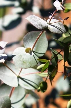 Maggie Cold Hardy Eucalyptus Tree (Eucalyptus Nova Anglica) - 3 Gallon Pot 11 Maggie Cold Hardy Eucalyptus Tree (Eucalyptus Nova Anglica) - 3 Gallon Pot -Best Bush Shop Eucalyptus Maggie 10 4