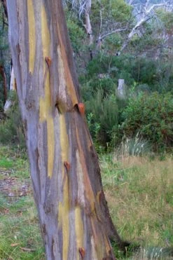 Sheila Cold Hardy Eucalyptus Tree (Eucalyptus Stellulata) - 3 Gallon Pot 16 Sheila Cold Hardy Eucalyptus Tree (Eucalyptus Stellulata) - 3 Gallon Pot -Best Bush Shop Eucalyptus Sheila 10 1