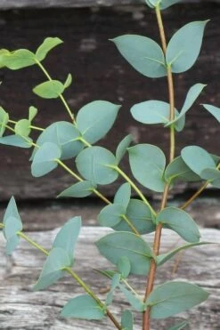 Sheila Cold Hardy Eucalyptus Tree (Eucalyptus Stellulata) - 3 Gallon Pot 22 Sheila Cold Hardy Eucalyptus Tree (Eucalyptus Stellulata) - 3 Gallon Pot -Best Bush Shop Eucalyptus Sheila 2 1