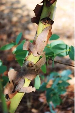 Sheila Cold Hardy Eucalyptus Tree (Eucalyptus Stellulata) - 1 Gallon Pot 19 Sheila Cold Hardy Eucalyptus Tree (Eucalyptus Stellulata) - 1 Gallon Pot -Best Bush Shop Eucalyptus Sheila 9 2