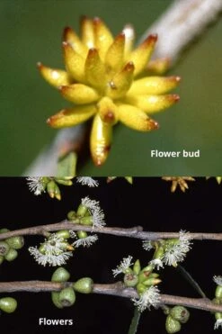 Skinny Minny Hardy Eucalyptus Tree (Eucalyptus Moorei) - Quart Pot 6 Skinny Minny Hardy Eucalyptus Tree (Eucalyptus Moorei) - Quart Pot -Best Bush Shop Eucalyptus Skinny Minny 1