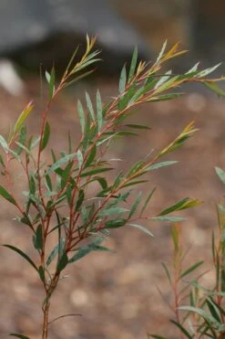 Skinny Minny Hardy Eucalyptus Tree (Eucalyptus Moorei) - Quart Pot 7 Skinny Minny Hardy Eucalyptus Tree (Eucalyptus Moorei) - Quart Pot -Best Bush Shop Eucalyptus Skinny Minny 2