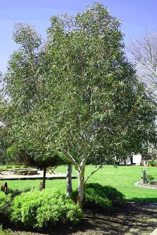 Snow Day Cold Hardy Eucalyptus Tree (Eucalyptus Gregsoniana) - 3 Gallon Pot 4 Snow Day Cold Hardy Eucalyptus Tree (Eucalyptus Gregsoniana) - 3 Gallon Pot - Image 4