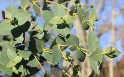 Cab Sav Cold Hardy Eucalyptus Tree (Eucalyptus Rubida) - 1 Gallon Pot -Best Bush Shop Eucalyptus Tree Cab Sav Rubida 1