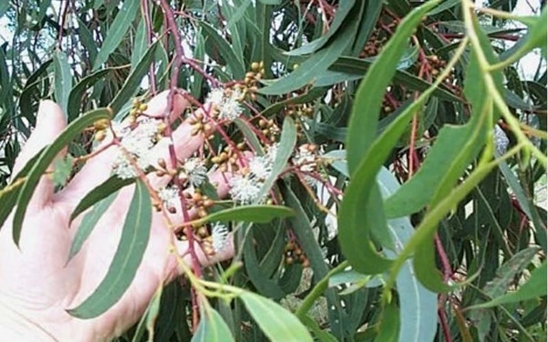 Grace Cold Hardy Eucalyptus Tree (Eucalyptus Elliptica) - 3 Gallon Pot 4 Grace Cold Hardy Eucalyptus Tree (Eucalyptus Elliptica) - 3 Gallon Pot - Image 4