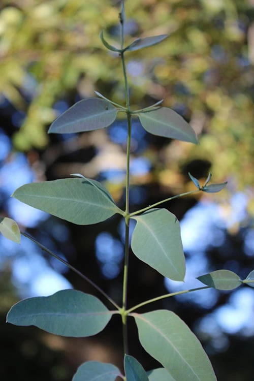 Grace Cold Hardy Eucalyptus Tree (Eucalyptus Elliptica) - 3 Quart Pot 5 Grace Cold Hardy Eucalyptus Tree (Eucalyptus Elliptica) - 3 Quart Pot - Image 5