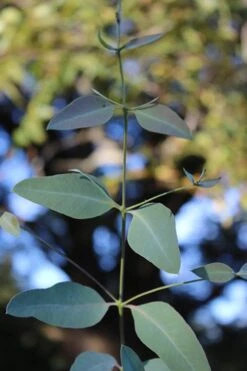 Grace Cold Hardy Eucalyptus Tree (Eucalyptus Elliptica) - 3 Gallon Pot 9 Grace Cold Hardy Eucalyptus Tree (Eucalyptus Elliptica) - 3 Gallon Pot -Best Bush Shop Eucalytptus Grace BS