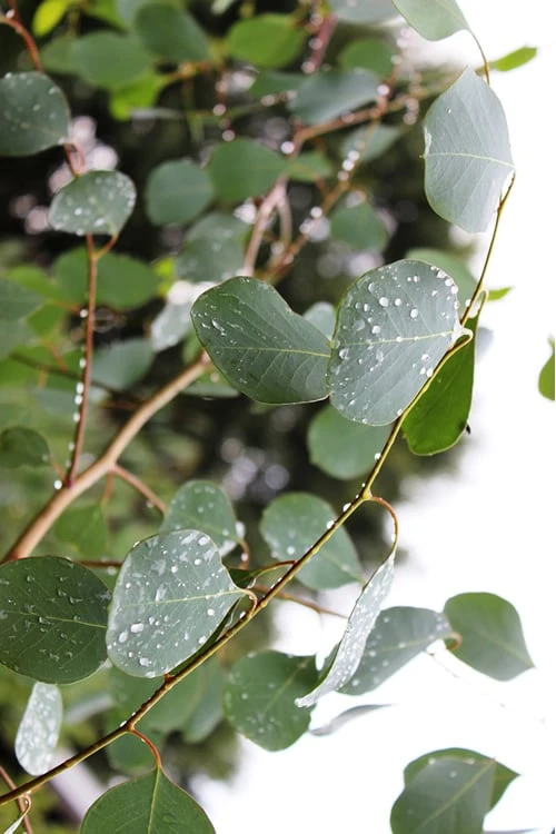 Lucky Country Cold Hardy Eucalyptus Tree (Eucalyptus Camphora) - 1 Gallon Pot 7 Lucky Country Cold Hardy Eucalyptus Tree (Eucalyptus Camphora) - 1 Gallon Pot - Image 7