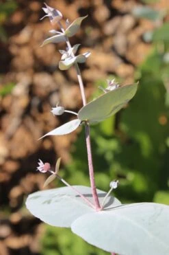 Maggie Cold Hardy Eucalyptus Tree (Eucalyptus Nova Anglica) - 1 Gallon Pot -Best Bush Shop Eusalyptus Maggie 1 500x750 2