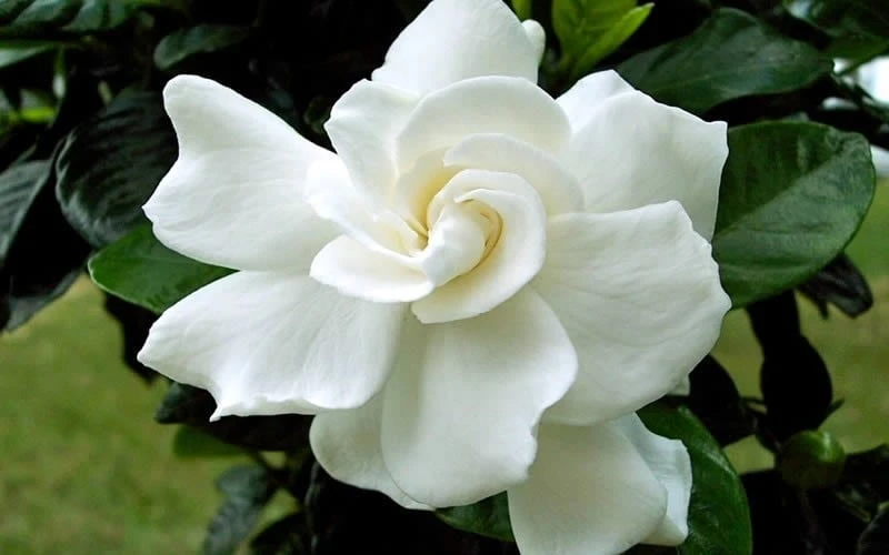 August Beauty Gardenia (Single Trunk Topiary Tree) - 5 Gallon Pot 5 August Beauty Gardenia (Single Trunk Topiary Tree) - 5 Gallon Pot - Image 5