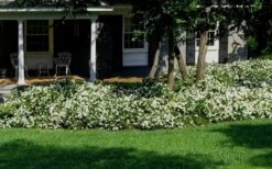 Radicans Creeping Dwarf Gardenia - 1 Gallon Pot 12 Radicans Creeping Dwarf Gardenia - 1 Gallon Pot -Best Bush Shop Gardenia Creeping 20 1
