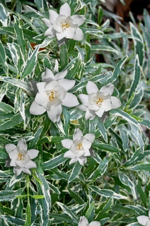Variegated Creeping Dwarf Gardenia - 6 Pack Of 1 Gallon Pots 1 Variegated Creeping Dwarf Gardenia - 6 Pack Of 1 Gallon Pots