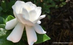 Crown Jewel Gardenia - 1 Gallon Pot 14 Crown Jewel Gardenia - 1 Gallon Pot -Best Bush Shop Gardenia Crown Jewel 4