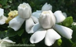 Crown Jewel Gardenia - 1 Gallon Pot 15 Crown Jewel Gardenia - 1 Gallon Pot -Best Bush Shop Gardenia Crown Jewel 50 1
