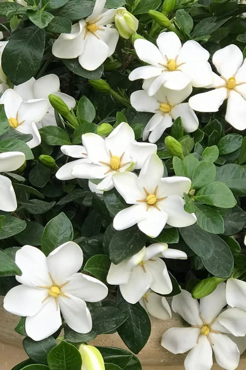 Hardy Fragrant Daisy Gardenia Bush - 2.5 Quart Pot 1 Hardy Fragrant Daisy Gardenia Bush - 2.5 Quart Pot