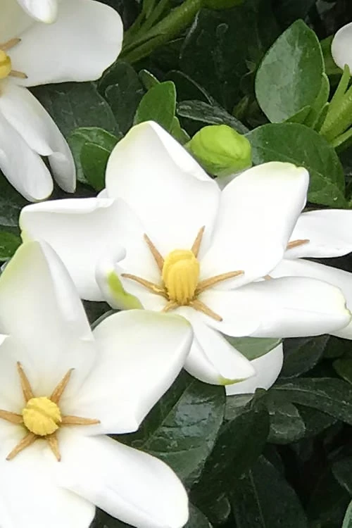 Hardy Fragrant Daisy Gardenia Bush - 2.5 Quart Pot 4 Hardy Fragrant Daisy Gardenia Bush - 2.5 Quart Pot - Image 4