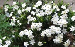 Hardy Fragrant Daisy Gardenia Bush - 3 Gallon Pot 11 Hardy Fragrant Daisy Gardenia Bush - 3 Gallon Pot -Best Bush Shop Gardenia Daisy Blooms 2 2