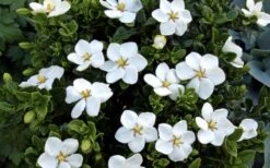 Hardy Fragrant Daisy Gardenia Bush - 1 Gallon Pot 13 Hardy Fragrant Daisy Gardenia Bush - 1 Gallon Pot -Best Bush Shop Gardenia Daisy Blooms