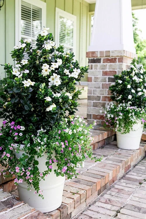 Diamond Spire Gardenia - 2 Gallon Pot 1 Diamond Spire Gardenia - 2 Gallon Pot