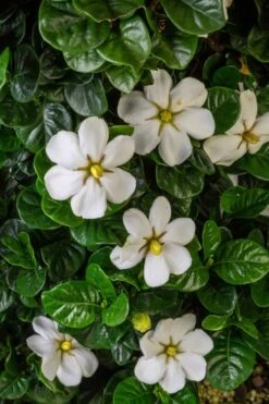 Diamond Spire Gardenia - 2 Gallon Pot 13 Diamond Spire Gardenia - 2 Gallon Pot -Best Bush Shop Gardenia Diamond Spire 2