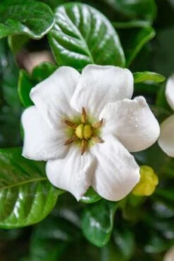 Diamond Spire Gardenia - 2 Gallon Pot 10 Diamond Spire Gardenia - 2 Gallon Pot -Best Bush Shop Gardenia Diamond Spire 3