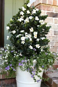 Diamond Spire Gardenia - 2 Gallon Pot 12 Diamond Spire Gardenia - 2 Gallon Pot -Best Bush Shop Gardenia Diamond Spire 4