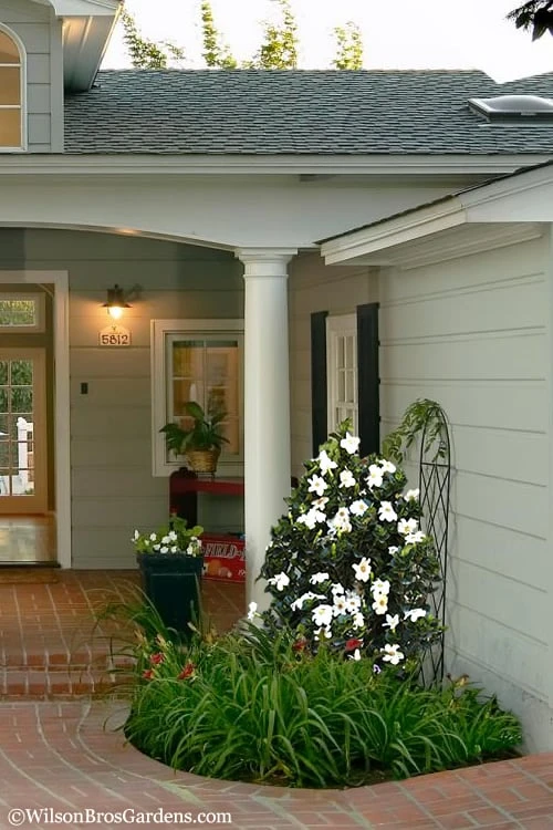 Diamond Spire Gardenia - 3 Gallon Pot 5 Diamond Spire Gardenia - 3 Gallon Pot - Image 5