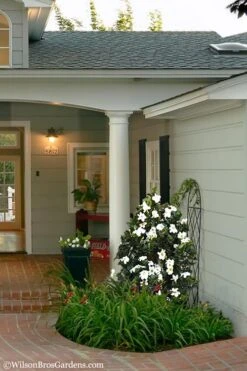 Diamond Spire Gardenia - 1 Gallon Pot 11 Diamond Spire Gardenia - 1 Gallon Pot -Best Bush Shop Gardenia Diamond Spire 5 2