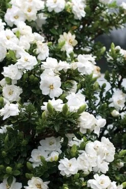 Double Mint Gardenia - 2 Gallon Pot 10 Double Mint Gardenia - 2 Gallon Pot -Best Bush Shop Gardenia Double Mint 2 3