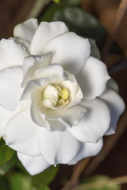 Double Mint Gardenia - 1 Gallon Pot 1 Double Mint Gardenia - 1 Gallon Pot