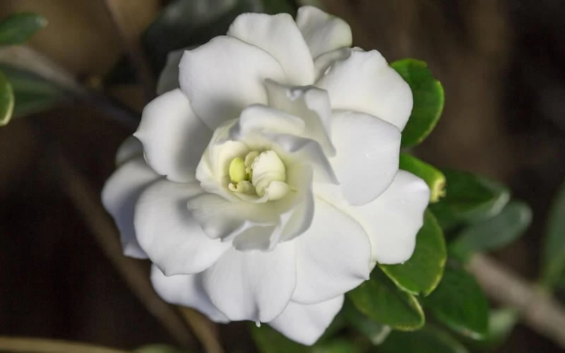 Double Mint Gardenia - 3 Gallon Pot 7 Double Mint Gardenia - 3 Gallon Pot - Image 7