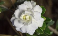 Double Mint Gardenia - 2 Gallon Pot 13 Double Mint Gardenia - 2 Gallon Pot -Best Bush Shop Gardenia Double Mint 6 3