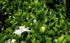 Double Mint Gardenia - 1 Gallon Pot 12 Double Mint Gardenia - 1 Gallon Pot -Best Bush Shop Gardenia Double Mint 7 2