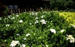 Double Mint Gardenia - 2 Gallon Pot 11 Double Mint Gardenia - 2 Gallon Pot -Best Bush Shop Gardenia Double Mint 8 3