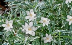 Variegated Creeping Dwarf Gardenia - 6 Pack Of 1 Gallon Pots 7 Variegated Creeping Dwarf Gardenia - 6 Pack Of 1 Gallon Pots -Best Bush Shop Gardenia Dwarf Radicans Variegated 3 1