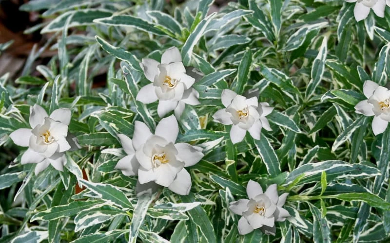 Variegated Creeping Dwarf Gardenia - 6 Pack Of 1 Gallon Pots 4 Variegated Creeping Dwarf Gardenia - 6 Pack Of 1 Gallon Pots - Image 4