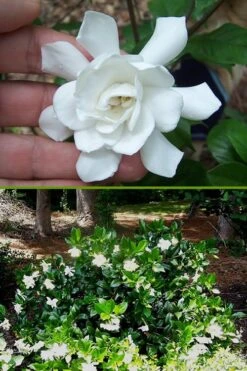Fall In Love Cold Hardy Gardenia - 1 Gallon Pot -Best Bush Shop Gardenia Fall In Love BS