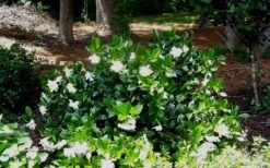 Fall In Love Cold Hardy Gardenia - 1 Gallon Pot -Best Bush Shop Gardenia Fallin In Love Shrub