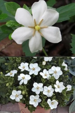 Hardy Fragrant Daisy Gardenia Bush - 2.5 Quart Pot 12 Hardy Fragrant Daisy Gardenia Bush - 2.5 Quart Pot -Best Bush Shop Gardenia Hardy Daisy 500x750 4