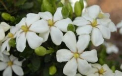 Heaven Scent Gardenia - 1 Gallon Pot 8 Heaven Scent Gardenia - 1 Gallon Pot -Best Bush Shop Gardenia Heaven Scent 16 1