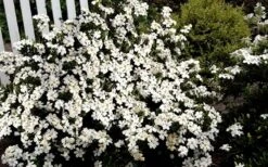 Heaven Scent Gardenia - 6 Pack Of 1 Gallon Pots 9 Heaven Scent Gardenia - 6 Pack Of 1 Gallon Pots -Best Bush Shop Gardenia Heaven Scent 17