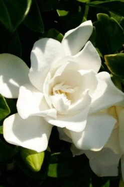 Jubilation Gardenia - 1 Gallon Pot
