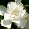 Jubilation Gardenia - 5 Gallon Pot